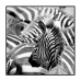 Quadro Decorativo Barcelona Zebras P&B 30x30 cm