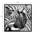 Quadro Decorativo Barcelona Zebras P&B 30x30 cm